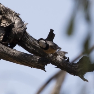 Pachycephala rufiventris at Michelago, NSW - 12 Jan 2019