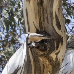 Pachycephala rufiventris at Michelago, NSW - 16 Nov 2018