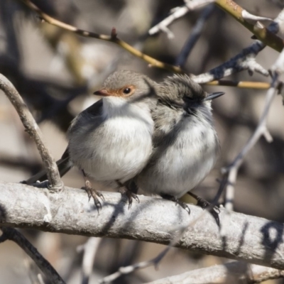 Malurus cyaneus (Superb Fairywren) at Illilanga & Baroona - 28 Jul 2019 by Illilanga