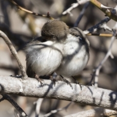 Malurus cyaneus at Michelago, NSW - 28 Jul 2019 11:01 AM