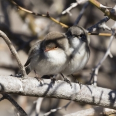 Malurus cyaneus at Michelago, NSW - 28 Jul 2019