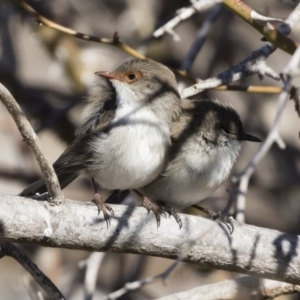 Malurus cyaneus at Michelago, NSW - 28 Jul 2019