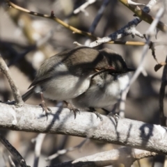 Malurus cyaneus at Michelago, NSW - 28 Jul 2019 11:01 AM