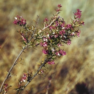 Lissanthe strigosa subsp. subulata at Bonython, ACT - 14 Sep 2000