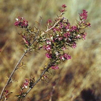 Lissanthe strigosa subsp. subulata (Peach Heath) at Pine Island to Point Hut - 13 Sep 2000 by michaelb