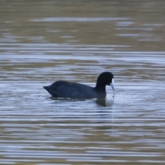 Fulica atra (Eurasian Coot) at Illilanga & Baroona - 21 Apr 2019 by Illilanga