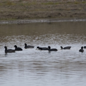 Fulica atra at Michelago, NSW - 21 Apr 2019 05:23 PM