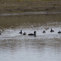 Fulica atra at Michelago, NSW - 21 Apr 2019 05:23 PM