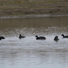 Fulica atra at Michelago, NSW - 21 Apr 2019