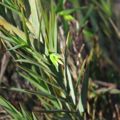 Stypandra glauca (Nodding Blue Lily) at Wanniassa Hill - 24 Aug 2019 by KumikoCallaway