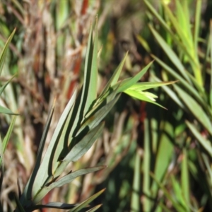 Stypandra glauca at Fadden, ACT - 24 Aug 2019 04:00 PM