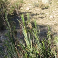 Stypandra glauca at Fadden, ACT - 24 Aug 2019 04:00 PM