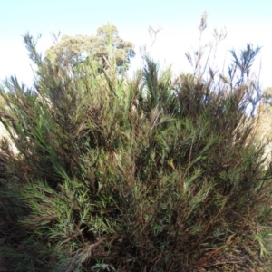 Stypandra glauca at Fadden, ACT - 24 Aug 2019 04:00 PM