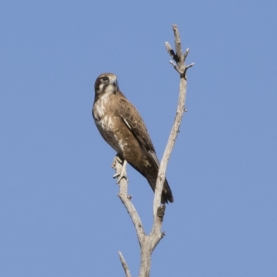 Falco berigora (Brown Falcon) at Michelago, NSW - 28 Jul 2019 by Illilanga