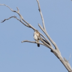 Falco berigora at Michelago, NSW - 28 Jul 2019 01:58 PM