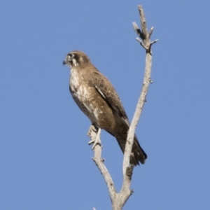 Falco berigora at Michelago, NSW - 28 Jul 2019 01:58 PM