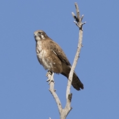 Falco berigora at Michelago, NSW - 28 Jul 2019 01:58 PM