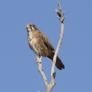 Falco berigora at Michelago, NSW - 28 Jul 2019 01:58 PM