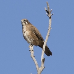 Falco berigora at Michelago, NSW - 28 Jul 2019