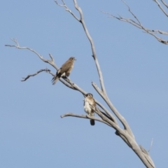 Falco berigora at Michelago, NSW - 28 Jul 2019