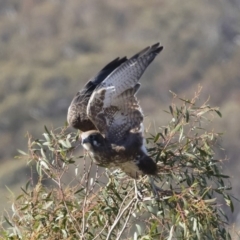 Falco berigora (Brown Falcon) at Illilanga & Baroona - 12 May 2019 by Illilanga