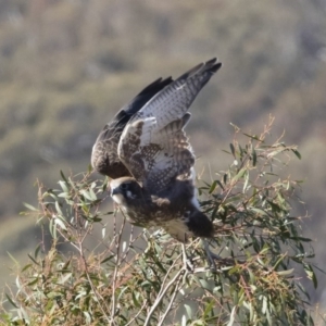 Falco berigora at Michelago, NSW - 12 May 2019