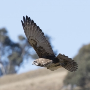 Falco berigora at Michelago, NSW - 12 May 2019