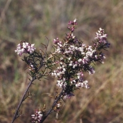 Lissanthe strigosa subsp. subulata (Peach Heath) at Bonython, ACT - 27 Sep 2000 by michaelb