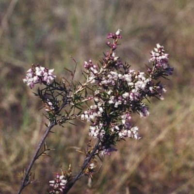 Lissanthe strigosa subsp. subulata (Peach Heath) at Pine Island to Point Hut - 27 Sep 2000 by michaelb