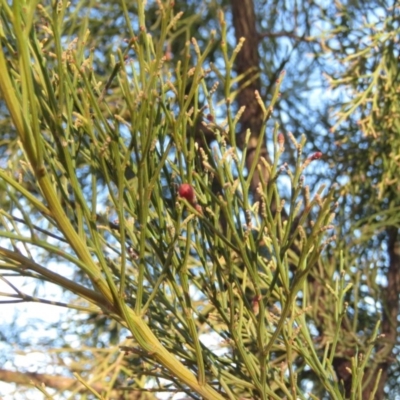 Exocarpos cupressiformis (Cherry Ballart) at Fadden, ACT - 24 Aug 2019 by KumikoCallaway