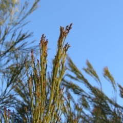 Exocarpos cupressiformis at Fadden, ACT - 24 Aug 2019