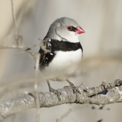 Stagonopleura guttata (Diamond Firetail) at Michelago, NSW - 18 Aug 2019 by Illilanga