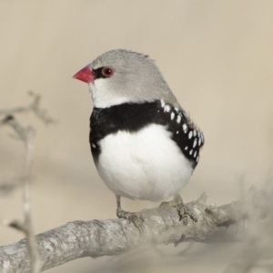 Stagonopleura guttata at Michelago, NSW - 18 Aug 2019