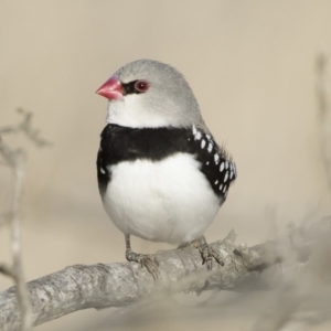 Stagonopleura guttata at Michelago, NSW - 18 Aug 2019