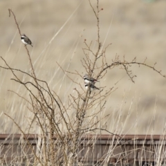 Stagonopleura guttata at Michelago, NSW - 18 Aug 2019