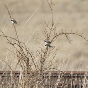 Stagonopleura guttata at Michelago, NSW - 18 Aug 2019