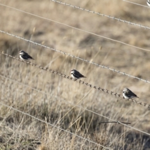 Stagonopleura guttata at Michelago, NSW - suppressed