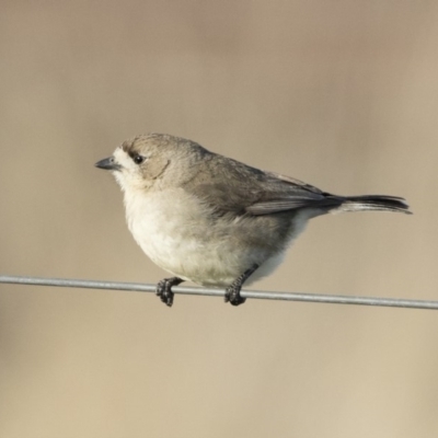 Aphelocephala leucopsis (Southern Whiteface) at Michelago, NSW - 18 Aug 2019 by Illilanga