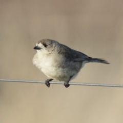 Aphelocephala leucopsis at Michelago, NSW - 18 Aug 2019 03:46 PM