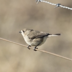 Aphelocephala leucopsis at Michelago, NSW - 18 Aug 2019 03:46 PM