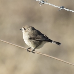 Aphelocephala leucopsis at Michelago, NSW - 18 Aug 2019 03:46 PM