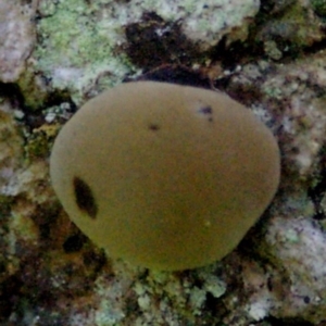 Daldinia concentrica at Wamban, NSW - 25 Apr 2012