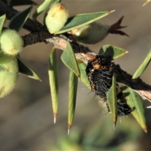 Apina callisto at Fadden, ACT - 24 Aug 2019