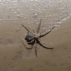 Tamopsis sp. (genus) (Two-tailed spider) at ANBG - 12 Aug 2019 by TimL