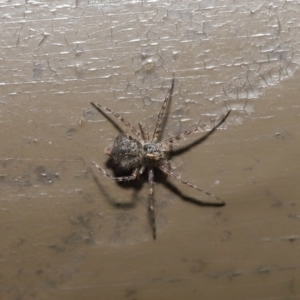 Tamopsis sp. (genus) at Acton, ACT - 12 Aug 2019