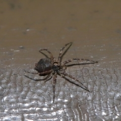 Tamopsis sp. (genus) at Acton, ACT - 12 Aug 2019 01:48 PM