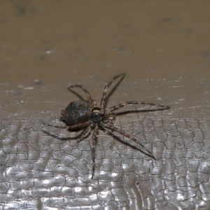 Tamopsis sp. (genus) at Acton, ACT - 12 Aug 2019