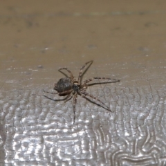 Tamopsis sp. (genus) at Acton, ACT - 12 Aug 2019 01:48 PM