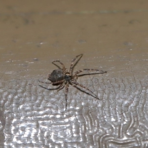 Tamopsis sp. (genus) at Acton, ACT - 12 Aug 2019