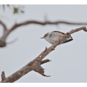 Daphoenositta chrysoptera at Watson, ACT - 11 Jul 2019